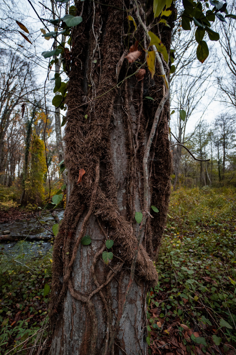 дерево окутанное лианами