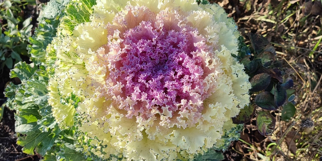 Петрушка и декоративная капуста зеленеют на грядках у жительницы Липецкой области