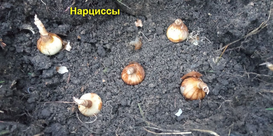 Как посадить луковичные цветы в одну лунку? И зачем?