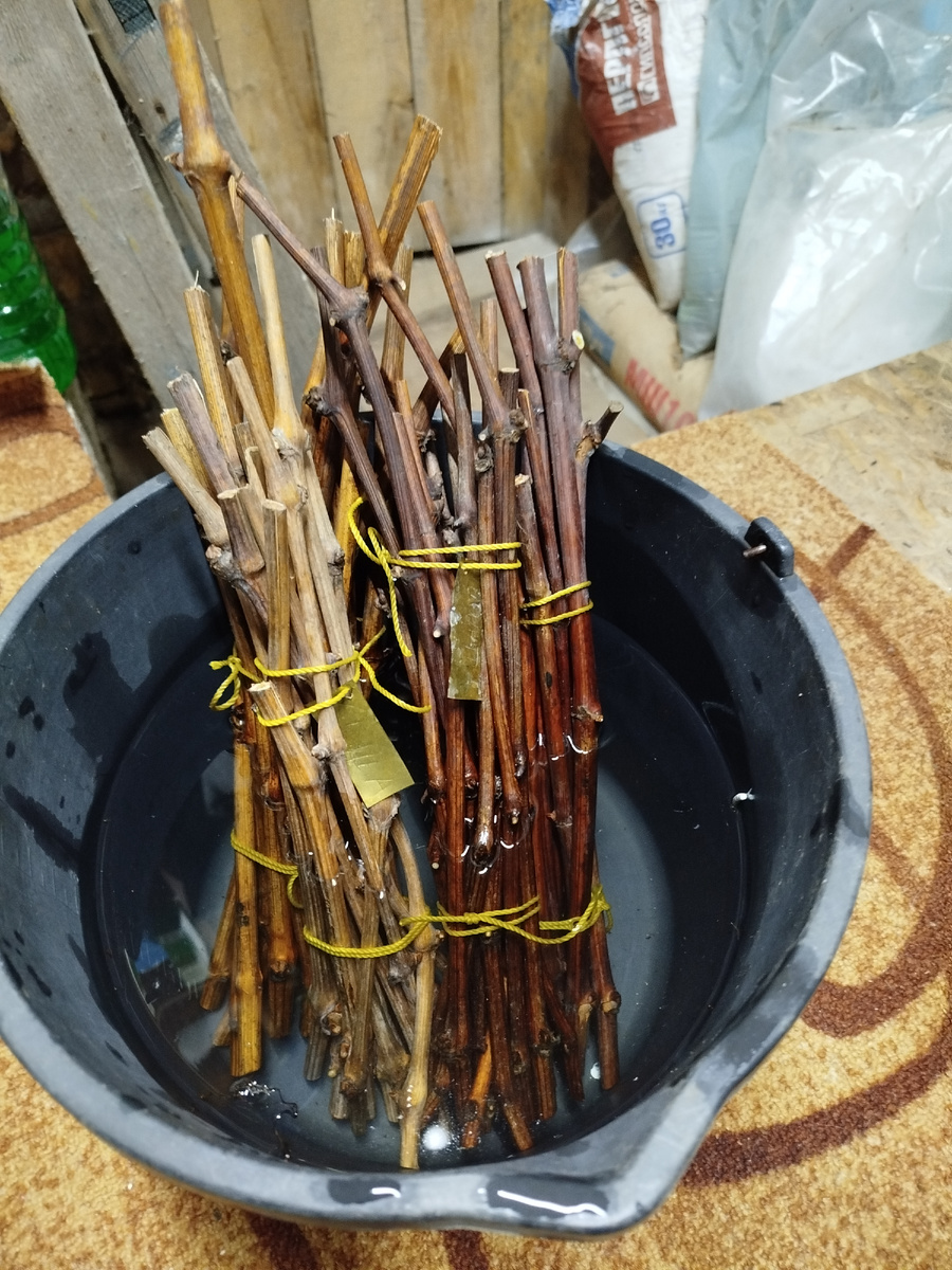 Ставлю в ведро с водой.