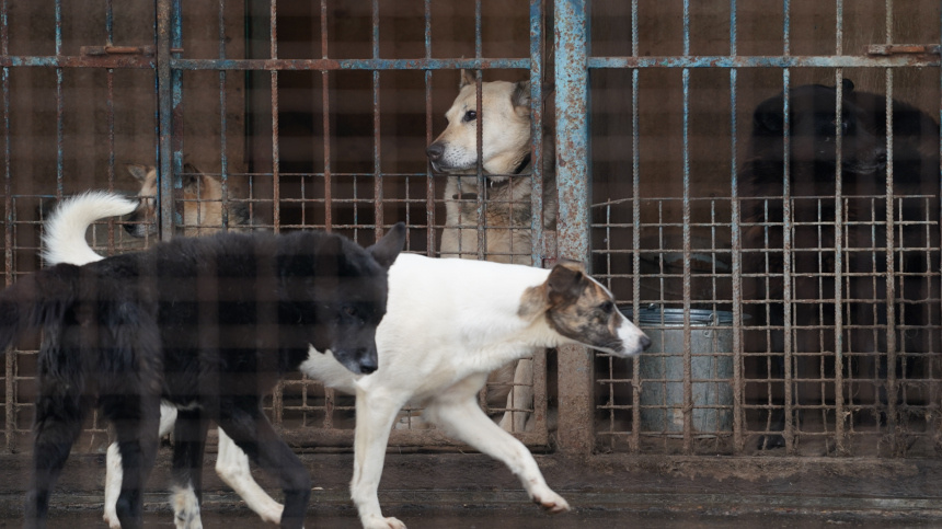    Фото: ИЗВЕСТИЯ/Дмитрий Коротаев