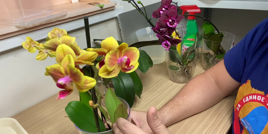 Почему орхидея фаленопсис вянет после покупки: причины и как реанимировать растение