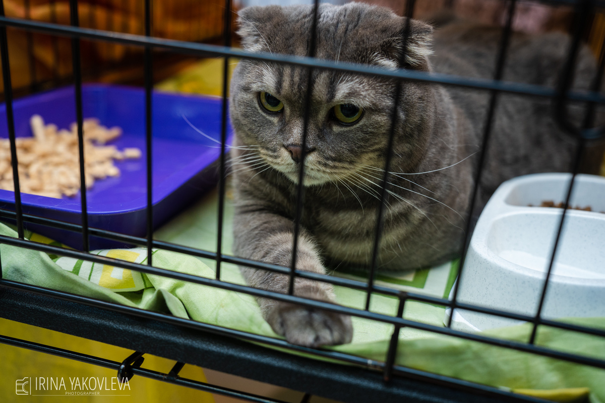    Ирина Яковлева