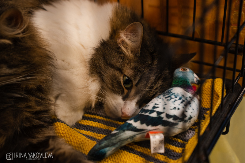    Босса с выставки кошек в Петрозаводске забрали домойИрина Яковлева