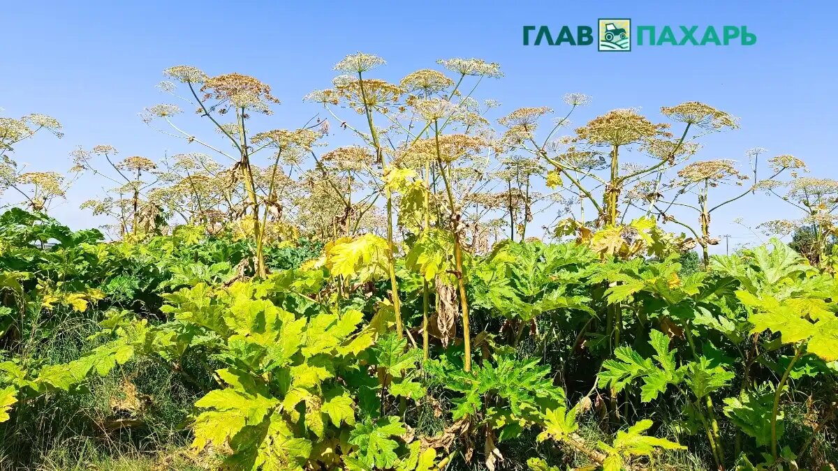 Фото: © Артем Борисов / Glavpahar.ru
Борщевик Сосновского в поле (фото иллюстративное)