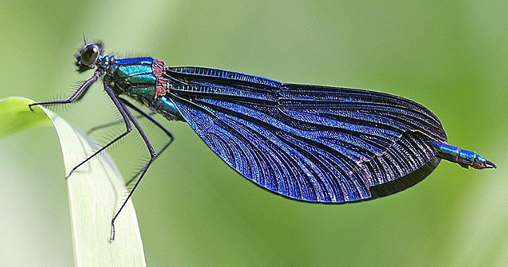 Смешные названия стрекоз