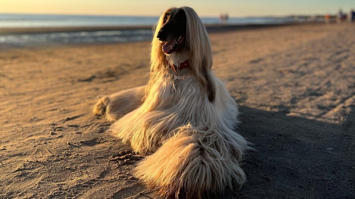 Афганская борзая