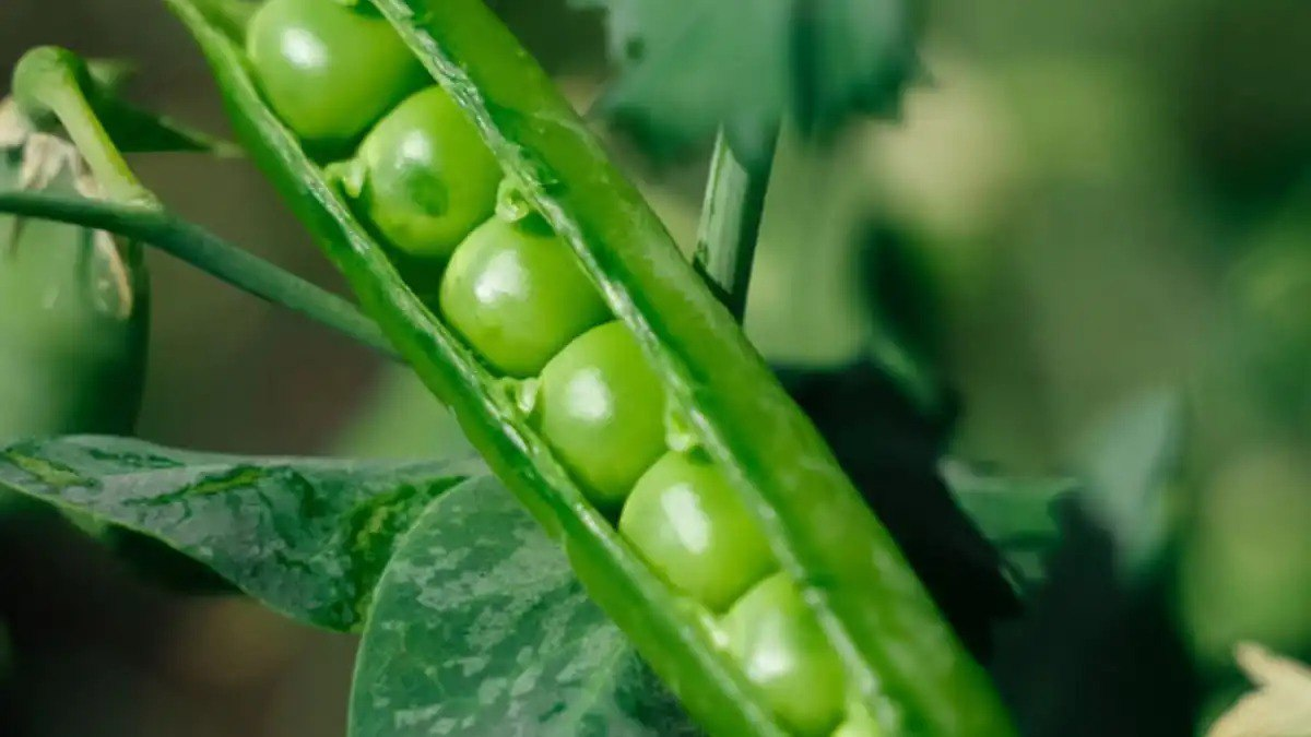 Фото: ЭкоНиваКурс на горох