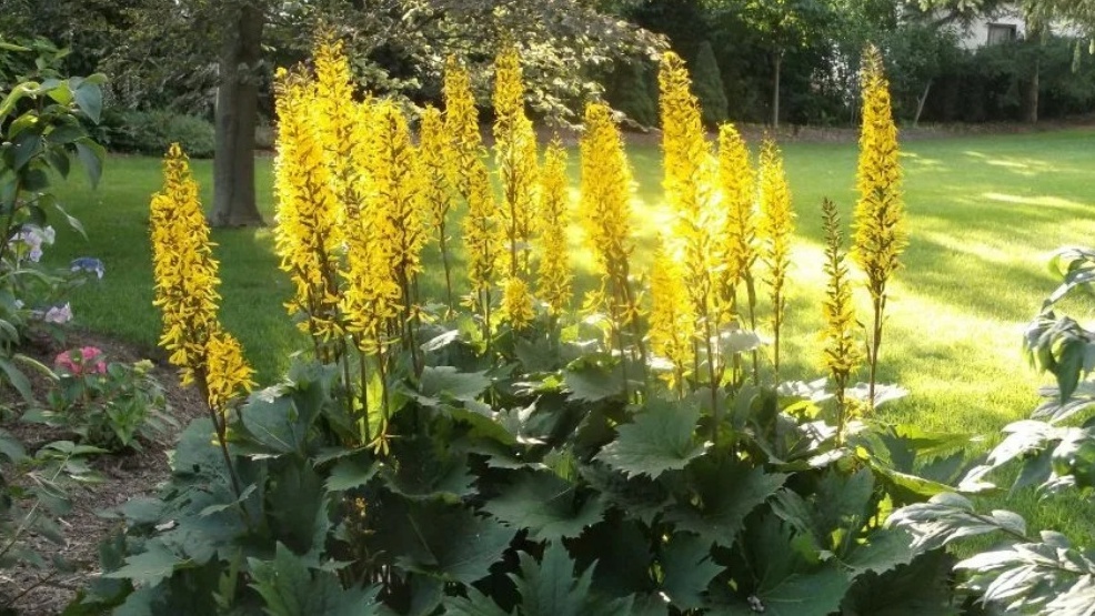 Мой эксперимент - "правильная" посадка в тени