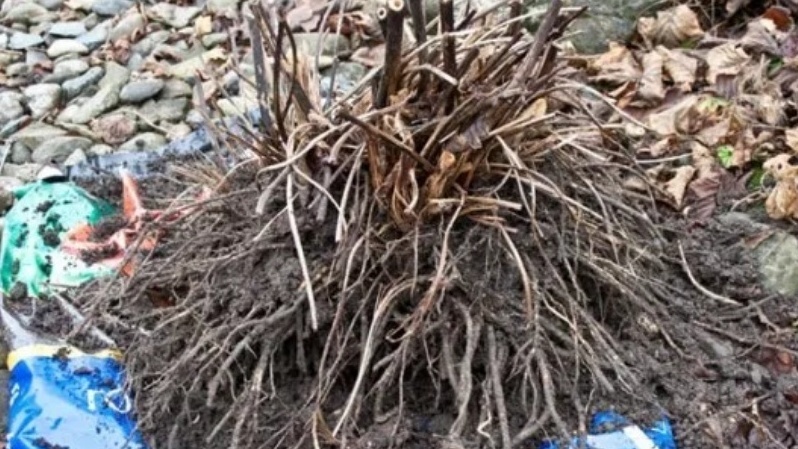 Здоровые корни из дренированной почвы