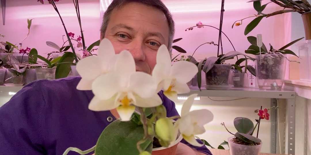 Температура для орхидей зимой: как содержать фаленопсисы на подоконнике и полках