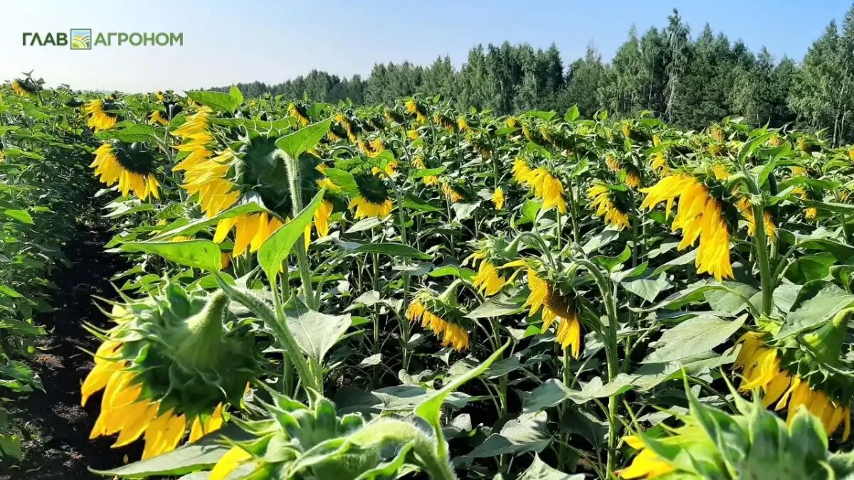 Фото:© Владимир Исаенко/ Glavagronom.ru
Рынок подсолнечника и растительного масла в 2025 году – новые вызовы