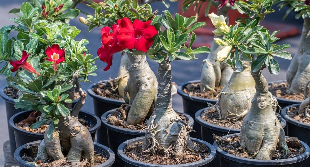 "Только так нужно ухаживать за Адениумом, чтобы он зацвел": 5 главных особенностей в уходе