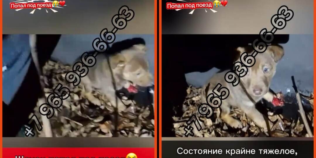 Щенок попал под поезд, помогите🙏🏻