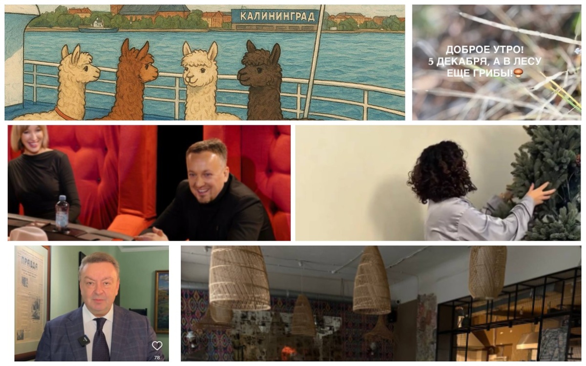    «Сливки соцсетей»: путешествие альпак, игра в мафию и новогодняя елка