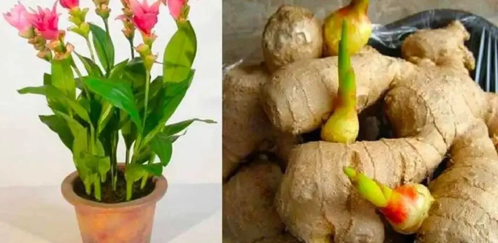 Как вырастить имбирь дома: подробная, понятная и рабочая инструкция 🌿✨
