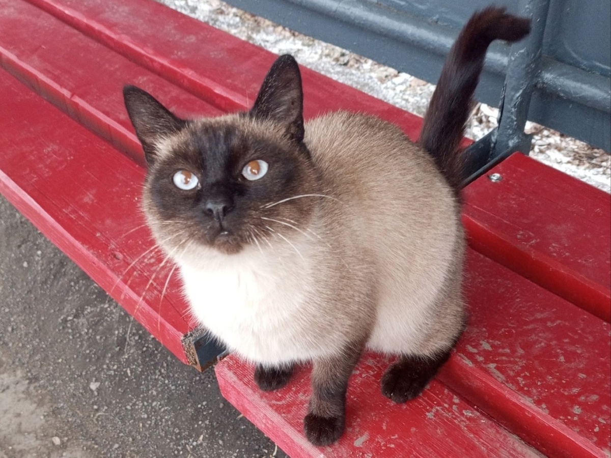 В нашем климате на улице таким кошкам не выжить