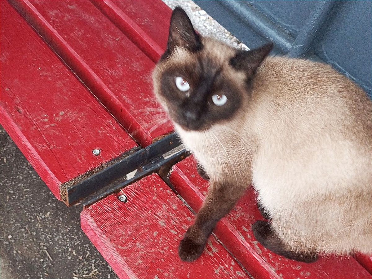 Мы до последнего надеялись, что кошка уйдёт домой. Но этого не произошло