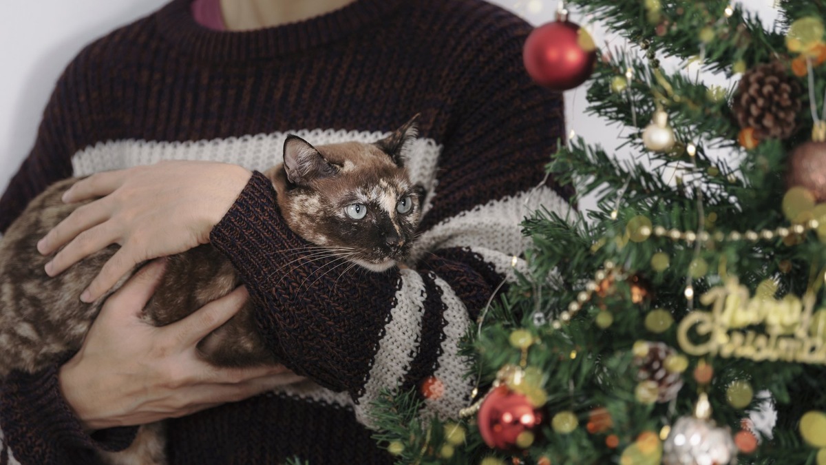    Чтобы спасти новогоднюю елку и питомца, выбирайте устойчивое дерево, используйте безопасные украшения и принимайте меры защиты для животных.