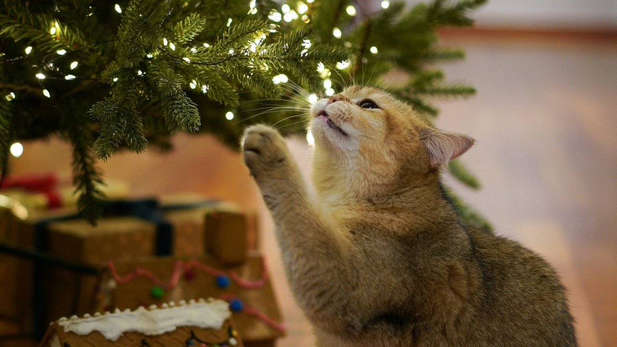    Гирлянды на батарейках более безопасны для пушистых друзей.