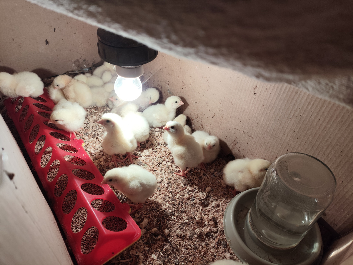 Уже выросли ))) Скоро тесно будет.