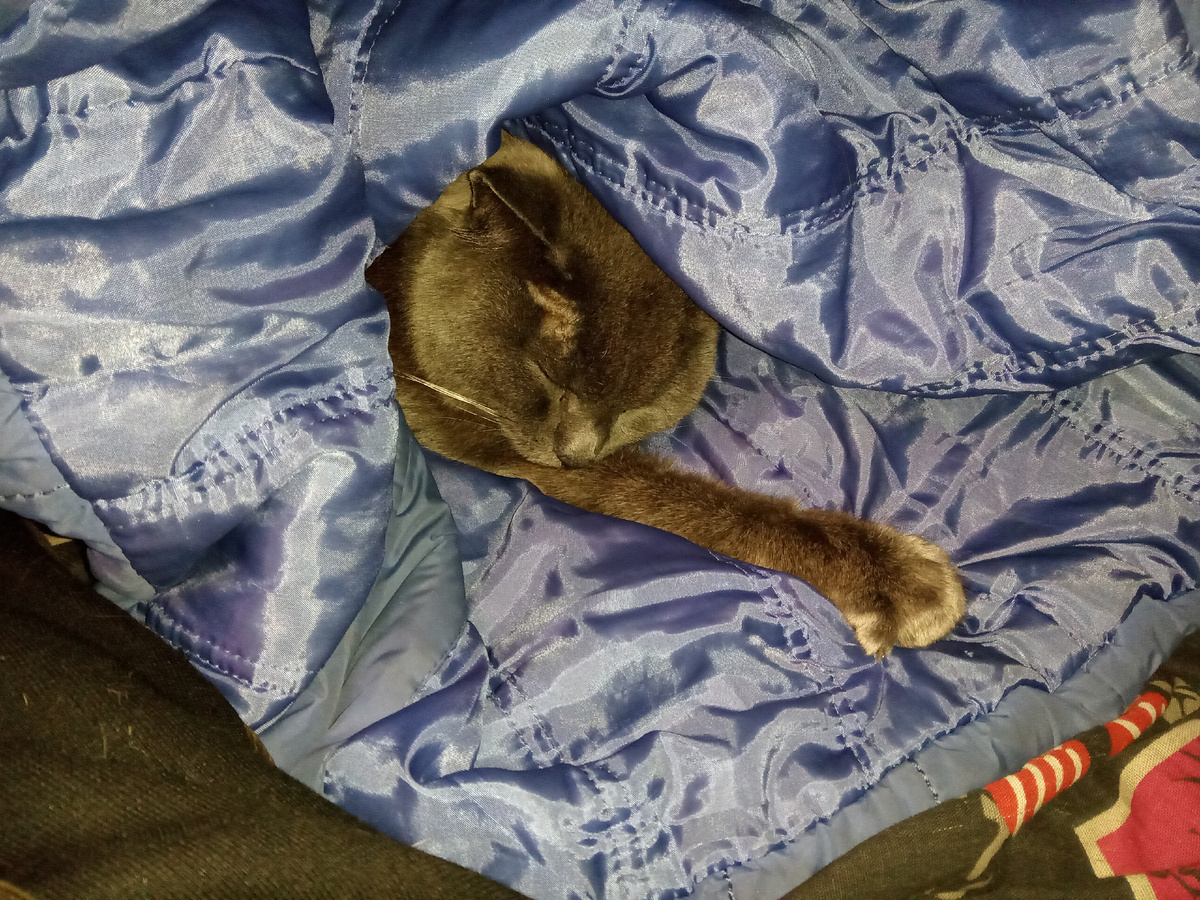 Лежу вот как Тёма в старой куртке, которой я закрываю себе ноги, когда лежу днем. Куртка очень нравится Тёме, он даже в нее вцепляется, чтобы не уползала.