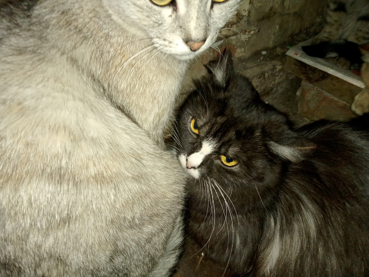 Это старшая наша кошка Коха и злая Киска, наконец-то приобретшая себе имя. Имя ей Карма! А вот чья это карма, про то в следующей статье вам расскажет кто нибудь из наших котов-юмористов. У них с юмором сейчас лучше, чем у меня!