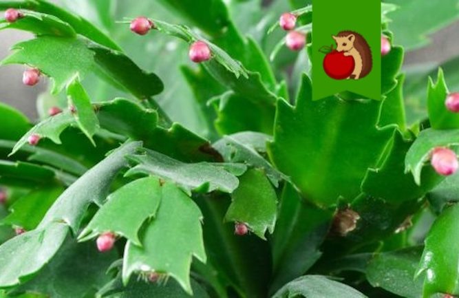 Декабрист завязал бутоны: что делаем, чтоб он их не скинул и цвел дольше