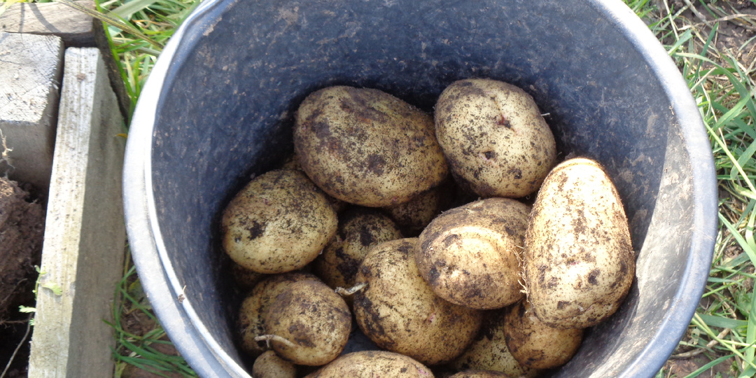 Окучивая кусты картофеля, вы теряете 70 % урожая.