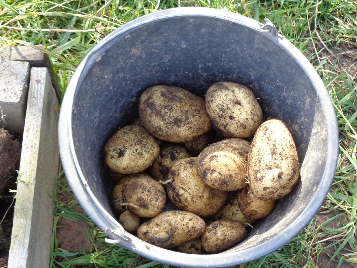 УРОЖАЙ С ОДНОГО КУСТА КАРТОФЕЛЯ, СОРТ ВАРЯГ