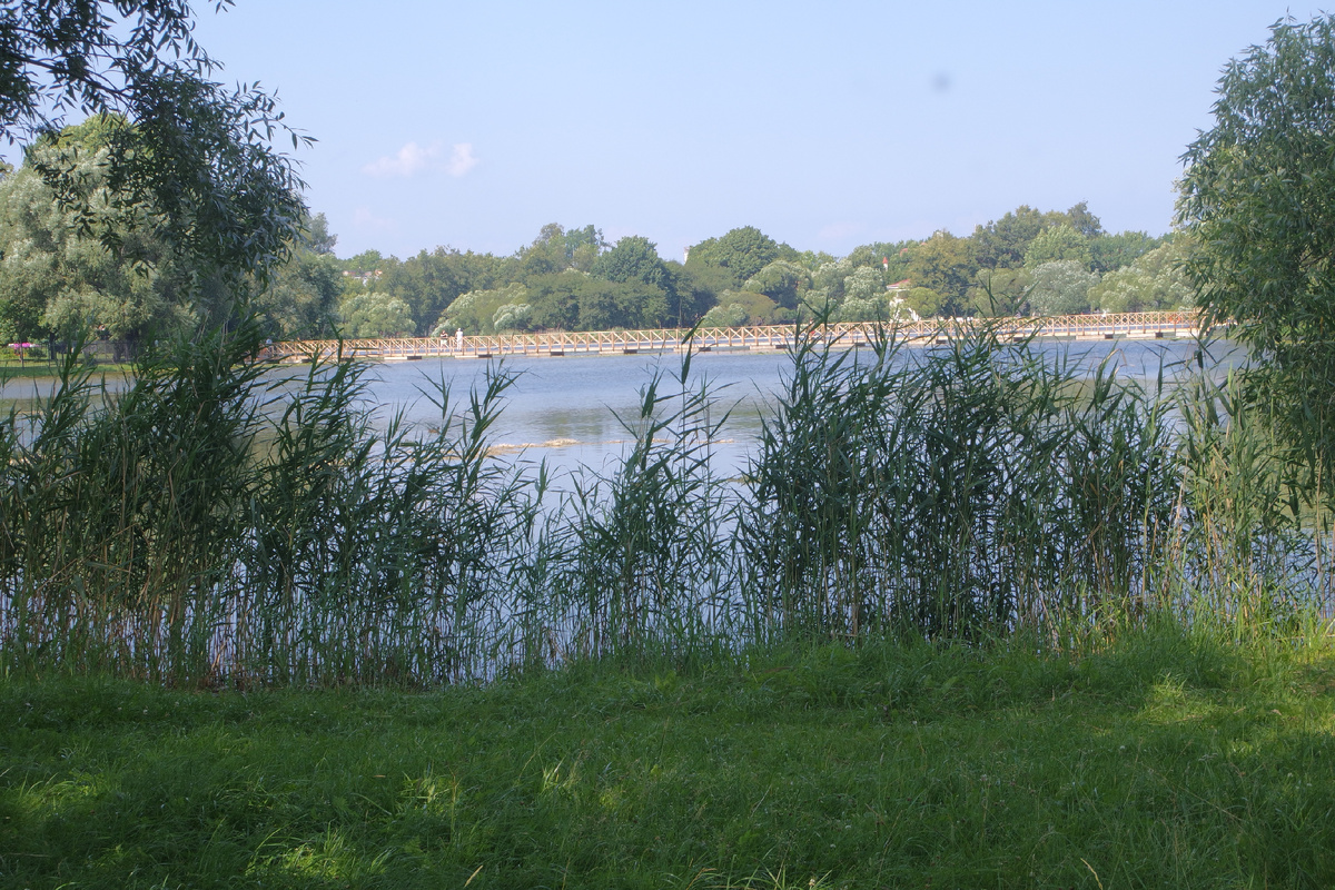 прохладный и приятный тросник - правда, тут ни ветерка... всё застыло в мареве июльского зноя; листать вправо