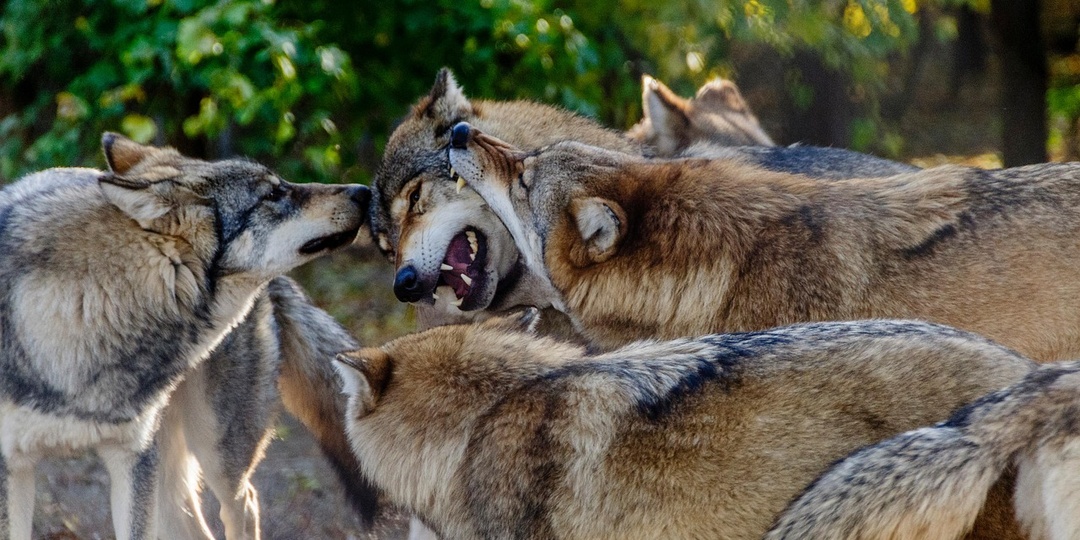 Четыре признака, что коллекторы точно отстанут от должника по кредиту