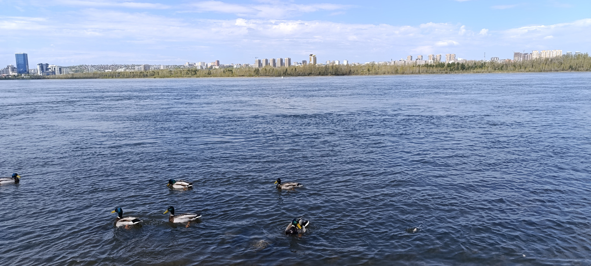Вид на Енисей из сквера Энтузиастов (Фото: Nixe (Bearna Team))