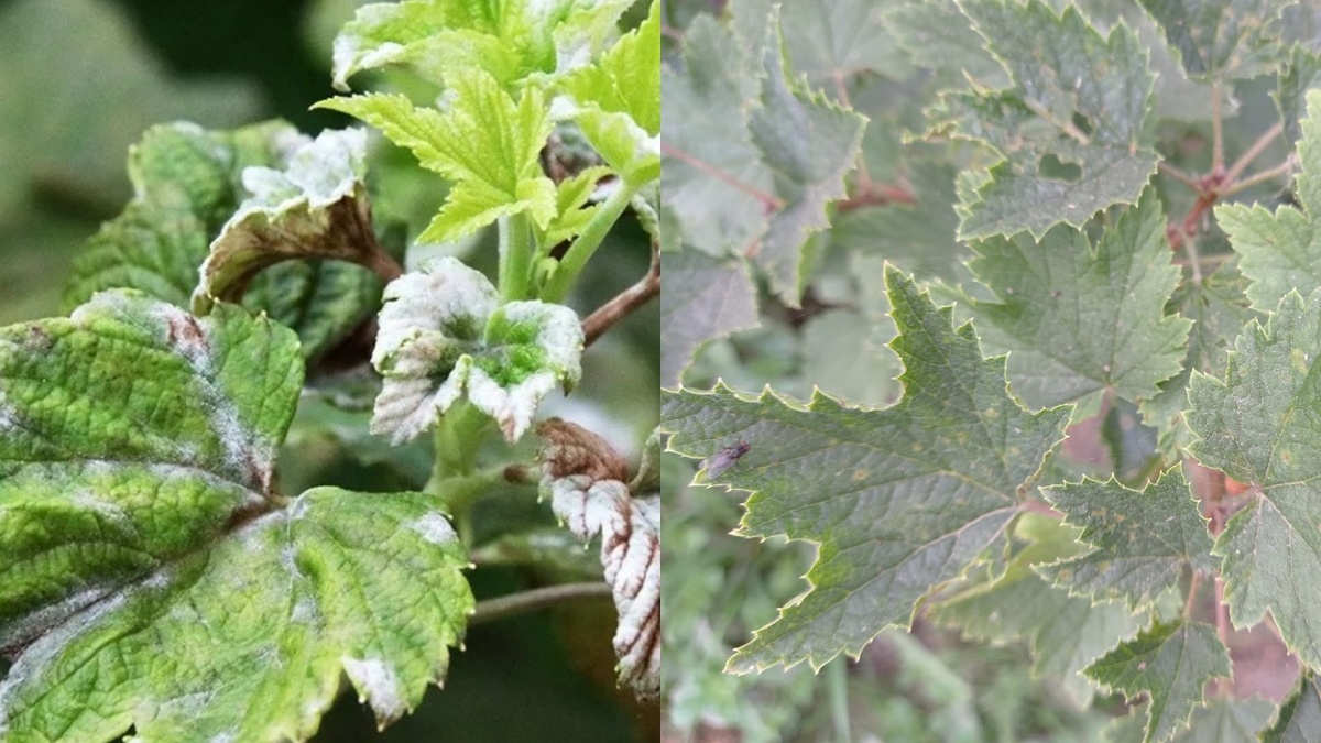 Вот так выглядит смородина, пораженная мучнистой росой