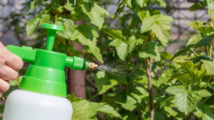 Обязательно обрабатываю нижнюю сторону листьев - там прячется больше всего спор