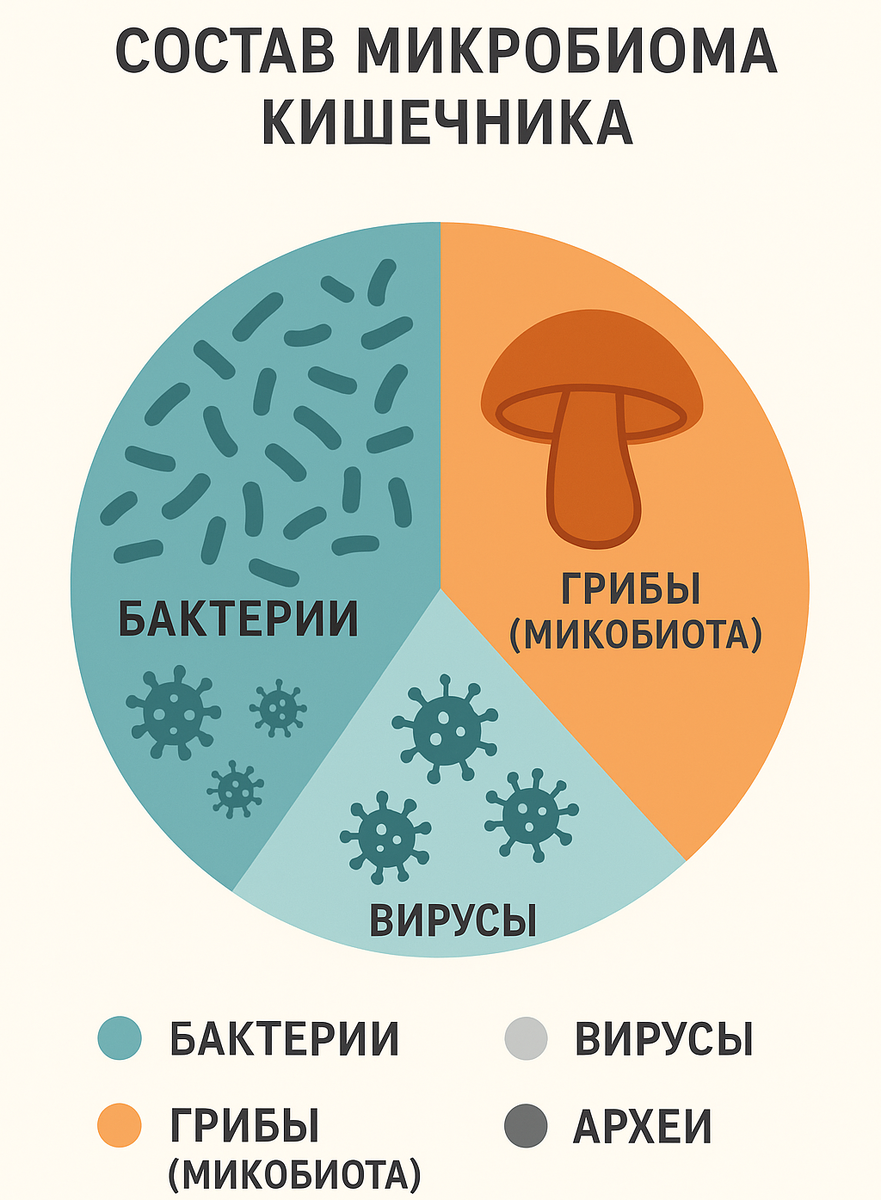 Инфографика, схематично изображающая состав микробиома кишечника: большая часть — бактерии, меньший сегмент — грибы (микобиота), вирусы и археи. Важно визуально выделить грибной компонент