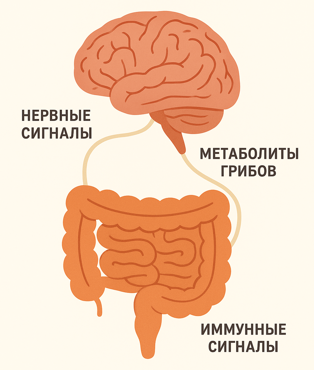 Стилизованная иллюстрация, показывающая связь кишечника и мозга. Из кишечника в мозг тянутся "линии связи" с подписями: "нервные сигналы", "метаболиты грибов", "иммунные сигналы"