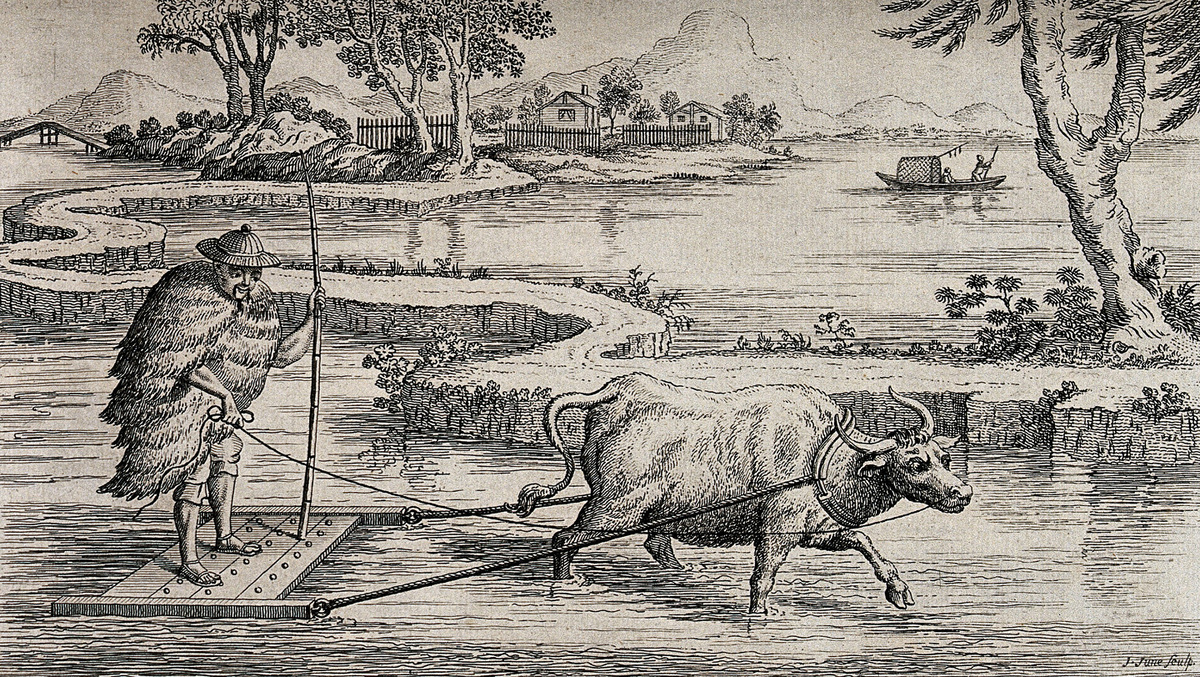     Фото: Wikipedia.org По данным археологов, первыми, кто одомашнил рис, были жители долины реки Янцзы в Китае