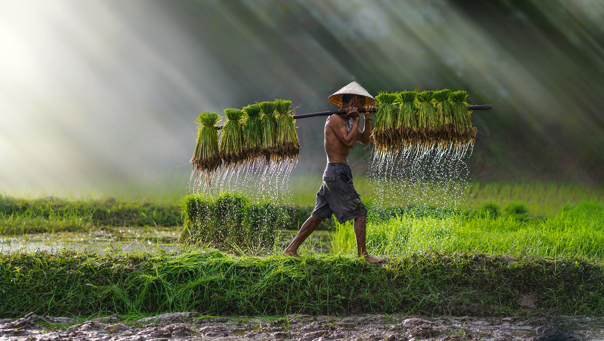     Фото: TOM...foto/Shutterstock/FOTODOM Один из самых трудоемких моментов — пересадка рассады. В наши дни на равнинах эту работу все чаще доверяют машинам, но во многих регионах Азии ее до сих пор выполняют вручную