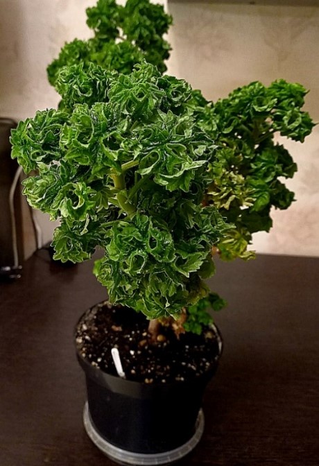  Мой четырёхдетний красавчик.