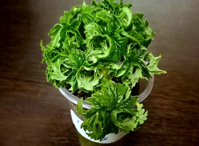 Этот ещё малыш, но уже заявляет о себе неповторимым габитусом.