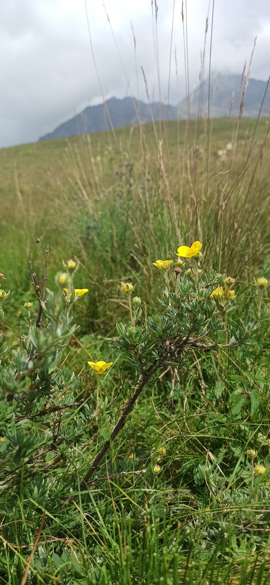 Приэльбрусье. Урочище Джилы-су. 