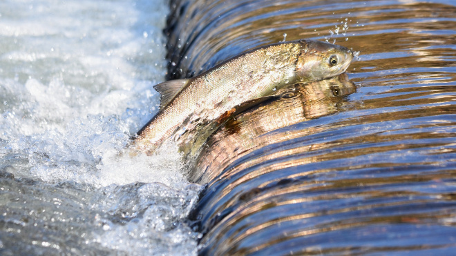 Фото: stolicaonego.ru