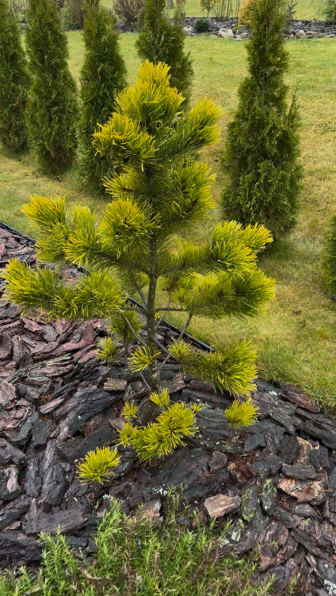 сосна горная Wintergold в моём саду 