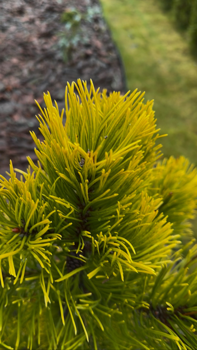 сосна горная Wintergold в моём саду 