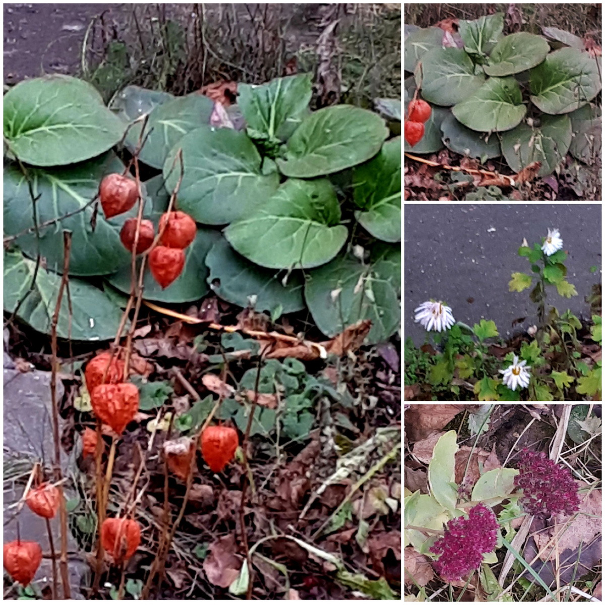 Коллаж автора 06.12.2025г.