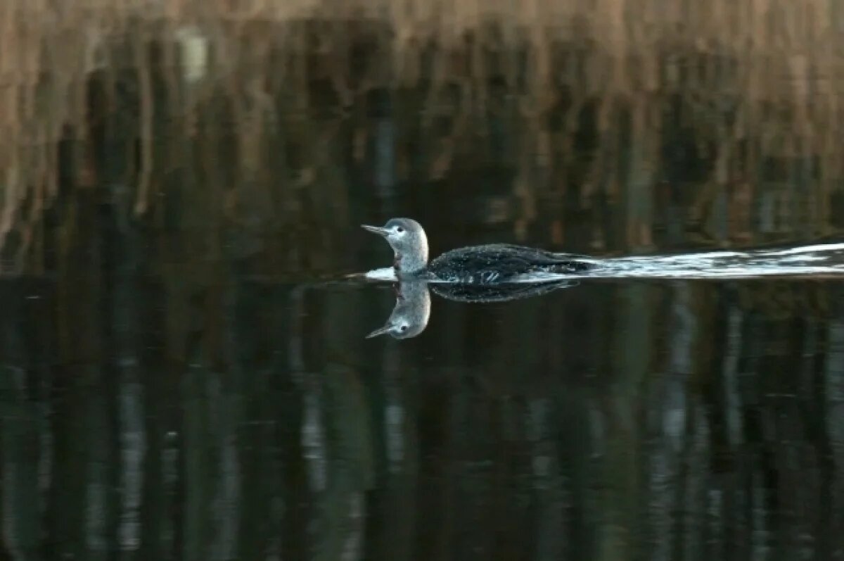    Редкая гагара с красным галстучком прилетела за рыбой в Сестрорецк