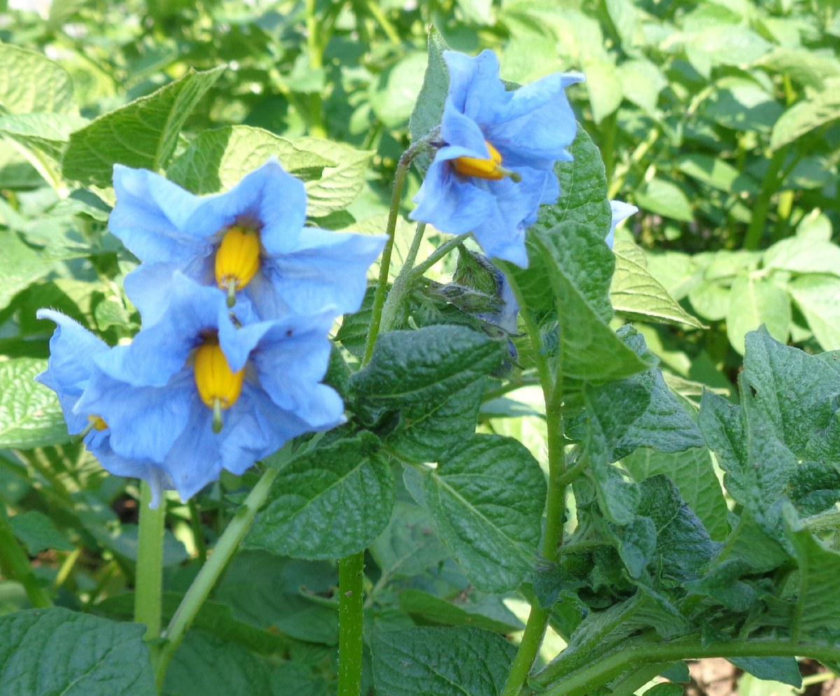 ЦВЕТЕТ СОРТ СИНЕГЛАЗКА