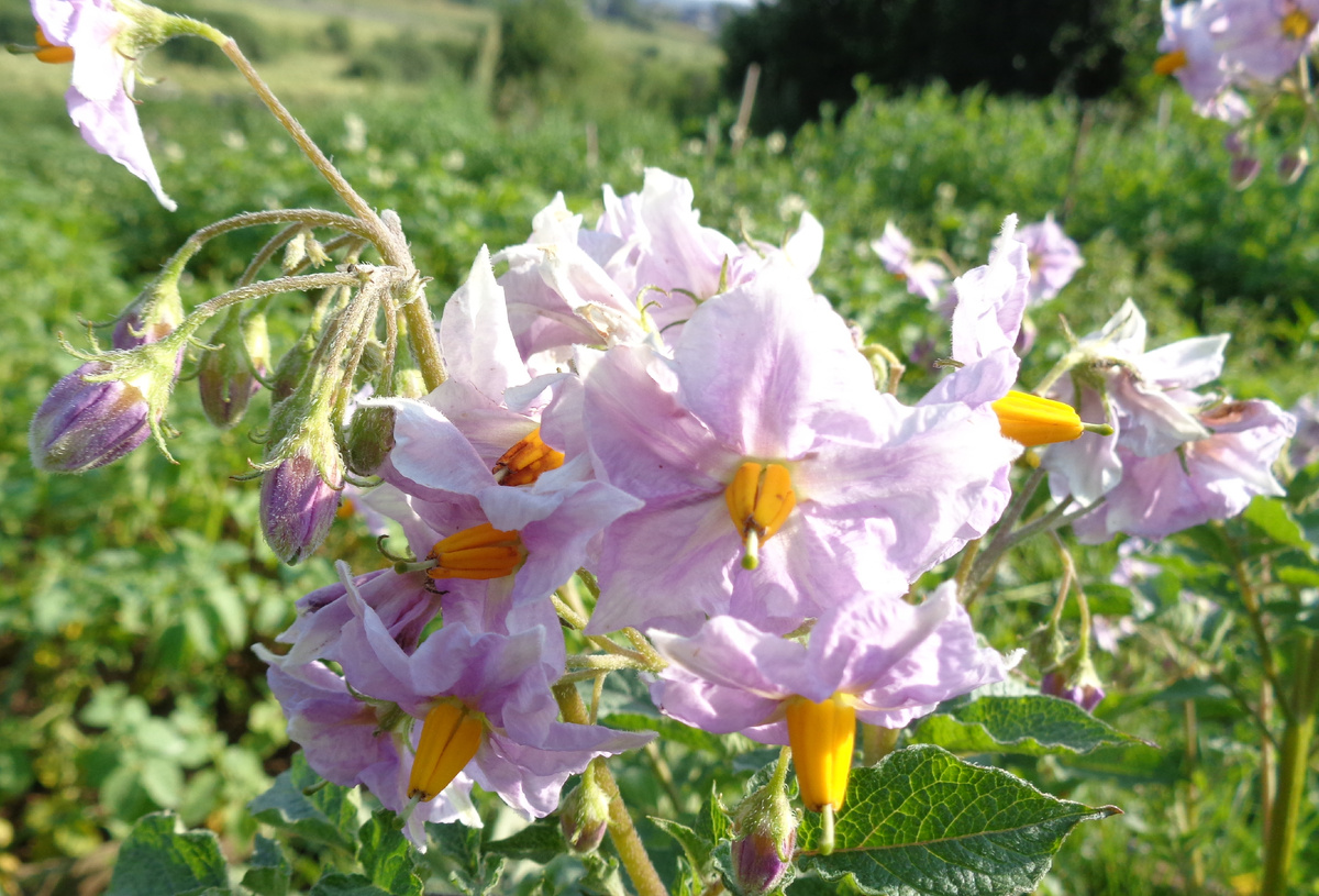 ЦВЕТЕТ СОРТ ВАРЯГ