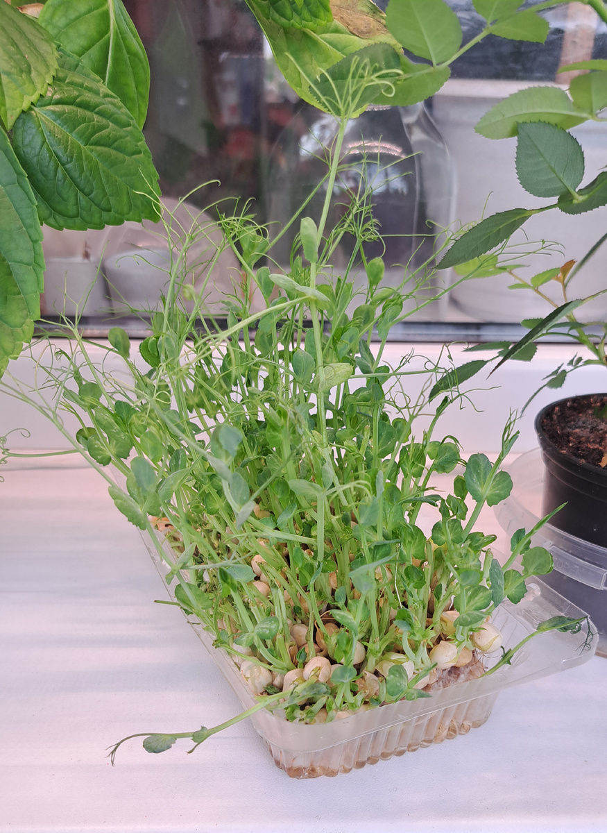 Моя микрозелень гороха